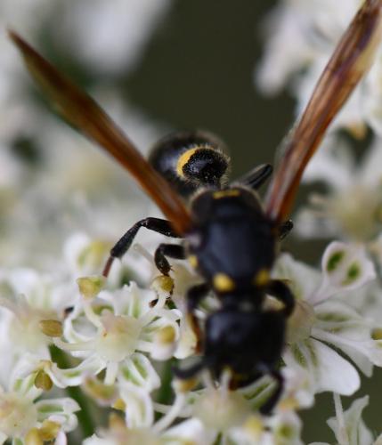 Discoelius dufourii